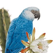 Spix’s macaw / Ararinha-azul. Fine Arts, Traditional illustration, Botanical Illustration, Ink Illustration, Naturalistic Illustration, Painting, and Watercolor Painting project by Marcellus Nishimoto - 05.08.2024
