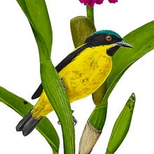 Yellow-bellied dacnis / Saí-amarela. Fine Arts, Traditional illustration, Botanical Illustration, Ink Illustration, Naturalistic Illustration, Painting, and Watercolor Painting project by Marcellus Nishimoto - 05.08.2024