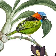 Red-necked tanager / Saíra-militar. Projekt z dziedziny  Sztuki piękne, Trad, c, jna ilustracja, R, sunek botaniczn,  R, sunek atramentem,  Malarstwo, Malowanie akwarelą, Ilustracja naturalist i czna użytkownika Marcellus Nishimoto - 08.05.2024