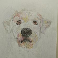 My project for course: Pet Portraits in Colored Pencils. Un proyecto de Ilustración tradicional e Ilustración naturalista				 de Ismini Mylona - 09.05.2024