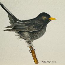 🐦‍⬛ . Un progetto di Pittura ad acquerello di Alessandra Roncagliolo - 13.05.2024