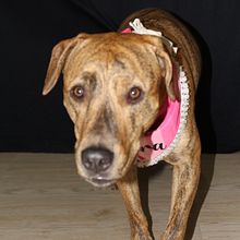 Mi proyecto del curso: Fotografía lifestyle de perros. Un progetto di Fotografia, Fotografia di ritratto, Fotografia per Instagram, Fotografia documentaria, Fotografia lifest e le di santi060220 - 14.05.2024