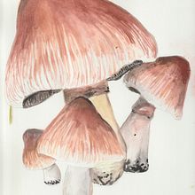 My project for course: Botanical Watercolor Illustration: Cross-hatching Technique. Fine Arts, Painting, Watercolor Painting, and Botanical Illustration project by Crystal Owen - 05.17.2024