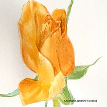 Mon projet du cours : Illustration botanique à l'aquarelle : la technique des hachures Ein Projekt aus dem Bereich Bildende Künste, Malerei, Aquarellmalerei und Botanische Illustration von christiane_ravallec - 18.05.2024