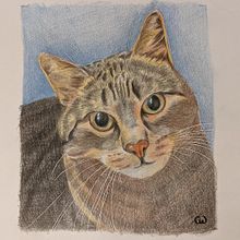 Mein Abschlussprojekt für den Kurs: Haustierporträts mit Buntstiften. Un proyecto de Ilustración tradicional e Ilustración naturalista				 de Christin Weißbach - 18.05.2024