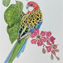 Mi proyecto del curso: Acuarelas: arte realista de aves y naturaleza. Fine Arts, Pencil Drawing, Drawing, Watercolor Painting, Realistic Drawing, and Naturalistic Illustration project by RAFAEL PIESCHACON - 07.07.2024