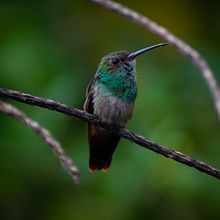 Wildlife fotografie. Un proyecto de Fotografía de sophie_hoekstra_88 - 20.05.2024