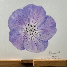 My project for course: Botanical Watercolor Illustration: Cross-hatching Technique. Fine Arts, Painting, Watercolor Painting, and Botanical Illustration project by armaundrell - 05.22.2024