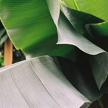 My project for course: Introduction to Analog Photography with Natural Light. Photograph, and Film Photograph project by emmanor123 - 05.23.2024