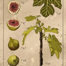 Ilustração botânica: a figueira. Un proyecto de Ilustración botánica y Sketchbook de Roger Trevizan - 09.05.2024