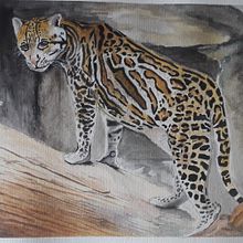 Leopardus pardalis - Jaguatirica - 1. Projeto final; 2. Estudo 1; 3. Estudo 2. Un progetto di Illustrazione tradizionale, Pittura ad acquerello, Disegno realistico e Illustrazione naturalistica di Rogério Vianna - 24.05.2024