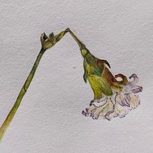 My project for course: Botanical Watercolor Illustration: Cross-hatching Technique. Projekt z dziedziny  Sztuki piękne,  Malarstwo, Malowanie akwarelą, R i sunek botaniczn użytkownika Jomy Johnson - 25.05.2024