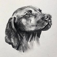 Mon projet du cours : Illustration d'animaux au fusain et à l'encre. Un proyecto de Bellas Artes, Dibujo, Ilustración con tinta e Ilustración naturalista				 de mina_inverse - 26.05.2024