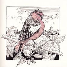 My project for course: Dip Pen and Ink Illustration: Capturing The Natural World. Sketching, Drawing, Artistic Drawing, Sketchbook, Ink Illustration, and Naturalistic Illustration project by bethrobson - 05.30.2024