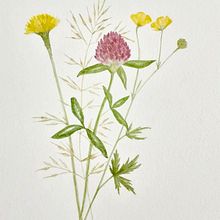 My project for course: Botanical Watercolor Illustration: Cross-hatching Technique. Fine Arts, Painting, Watercolor Painting, and Botanical Illustration project by Irina Szasz-Eana - 05.30.2024