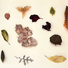 Naturaleza consumida . % Sharon Cárdenas tarafından hazırlanan Sanat Yönetmenliği, Ve Fotoğrafçılık projesi - 05.30.2024