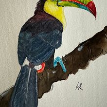Tucano. Un proyecto de Pintura a la acuarela de Alessandra Roncagliolo - 31.05.2024
