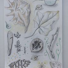 My project for course: Whimsical Sketchbook: Draw Imaginary Creatures from Nature. Pencil Drawing, Drawing, Sketchbook, and Naturalistic Illustration project by Daria Vecherskaya - 05.31.2024