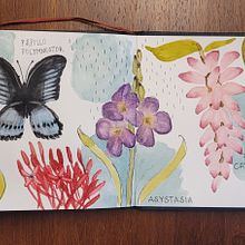 Mein Abschlussprojekt für den Kurs: Naturalistisches Tagebuch mit Wasserfarben. Un projet de Illustration traditionnelle, Aquarelle, Illustration botanique, Carnet de croquis et Illustration naturaliste de Kerstin - 31.05.2024