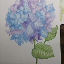 Mi proyecto del curso: Ilustración botánica en acuarela: Técnica del sombreado a rayas Ein Projekt aus dem Bereich Bildende Künste, Malerei, Aquarellmalerei und Botanische Illustration von natalyroldan - 01.06.2024