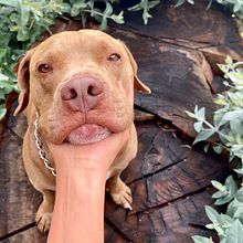 Mi Sabio Maestro Ein Projekt aus dem Bereich Schrift, Kreativität, Stor, telling, Erzählung und Kreatives Schreiben von Michelle Cabrera - 01.06.2024