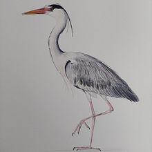 My project for course: Naturalist Bird Illustration with Watercolors Ein Projekt aus dem Bereich Traditionelle Illustration, Aquarellmalerei, Realistische Zeichnung und Naturalistische Illustration von Vera Ester - 05.06.2024