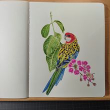 Mon projet du cours : Art naturaliste à l'aquarelle : oiseaux et faune sauvage. Fine Arts, Pencil Drawing, Drawing, Watercolor Painting, Realistic Drawing, and Naturalistic Illustration project by Dominique Mauqui - 06.05.2024