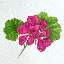 My project for course: Botanical Watercolor Illustration: Cross-hatching Technique. Fine Arts, Painting, Watercolor Painting, and Botanical Illustration project by tpafitisart - 06.06.2024