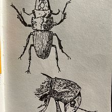 Cours de dessin au trait feutre et crayon . Ink Illustration project by Julie Gambin - 03.03.2024