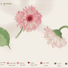 Mi proyecto del curso: Acuarela botánica: ilustra la anatomía de las flores. Traditional illustration, Fine Arts, Painting, Drawing, Watercolor Painting, and Botanical Illustration project by Goretti Cabido Martínez - 06.06.2024