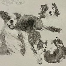 My project for course: Animal Illustration with Charcoal and Ink. Un proyecto de Bellas Artes, Dibujo, Ilustración con tinta e Ilustración naturalista				 de TJ - 06.06.2024