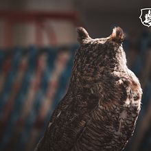 Proyecto de Dia del Niño: El Zoológico. Un progetto di Fotografia, Postproduzione fotografica e Fotografia di ritratto di Rodrigo Faccio - 25.04.2024
