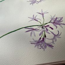 Mi proyecto del curso: Diario naturalista en acuarela. Traditional illustration, Watercolor Painting, Botanical Illustration, Sketchbook, and Naturalistic Illustration project by decelis_ines - 06.11.2024