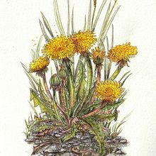 Mein Abschlussprojekt für den Kurs: Kugelschreiberzeichnungen: Naturalistische Illustration. Traditional illustration, Drawing, Realistic Drawing, and Naturalistic Illustration project by Irmgard Ariallah - 06.11.2024