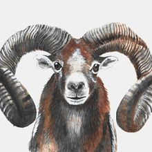 Il mio progetto del corso: Illustrazione realistica di animali selvatici ad acquerello. Fine Arts, Painting, Watercolor Painting, and Naturalistic Illustration project by Serena Maggi - 06.12.2024