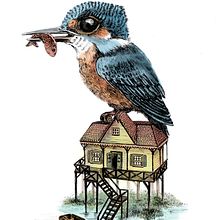 Mi proyecto del curso: Ilustración naturalista con bolígrafo. Ilustração tradicional, Desenho, Desenho realista e Ilustração naturalista projeto de Brenda Di Tocco - 12.06.2024