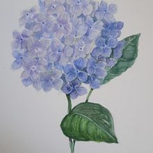 Il mio progetto del corso: Illustrazioni botaniche ad acquerello: tecnica del tratteggio. Fine Arts, Painting, Watercolor Painting, and Botanical Illustration project by a.bertoni52 - 06.13.2024
