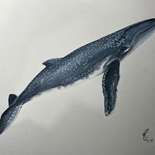 Mi proyecto del curso: Técnicas de ilustración naturalista: ballenas en acuarela. Fine Arts, Painting, Watercolor Painting, and Naturalistic Illustration project by carolinaloaizacas - 06.05.2024