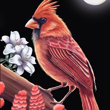 Pájaro Cardenal Rojo. Un proyecto de Ilustración naturalista				 e Ilustración digital de Luis Alejandro Robayo León - 14.06.2024