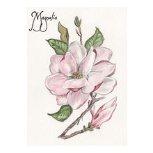 Il mio progetto del corso: Illustrazione botanica con acquerello. Un proyecto de Ilustración tradicional, Bellas Artes, Pintura, Dibujo, Pintura a la acuarela e Ilustración botánica de giovanna_forteleoni - 16.06.2024
