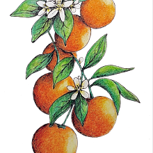 Il mio progetto del corso: Creazione di pattern botanici a partire da un disegno. Projekt z dziedziny Ilustracja cyfrowa, Rysunek botaniczny i Rysunek cyfrowy użytkownika Tiziana Pezzali - 18.06.2024