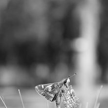 Mi proyecto del curso: Fotografía para principiantes: descubre tu cámara digital. Un progetto di Fotografia, Fotografia digitale e Composizione fotografica di Andrea Patricia Martínez Orta Soberanis - 03.06.2024