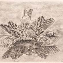 My project for course: Naturalistic Animal Drawing with Graphite Pencil. Traditional illustration, Pencil Drawing, Drawing, and Naturalistic Illustration project by Michelle Esterhuizen - 06.20.2024