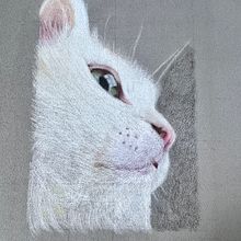 My project for course: Pet Portraits in Colored Pencils. Un progetto di Illustrazione tradizionale e Illustrazione naturalistica di Lenky Novak - 24.06.2024