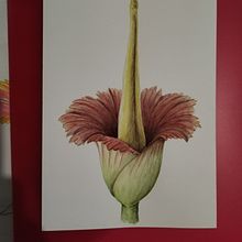 Arum titan Ein Projekt aus dem Bereich Traditionelle Illustration, Bildende Künste, Malerei, Zeichnung, Aquarellmalerei und Botanische Illustration von viobunny - 25.06.2024