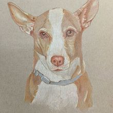 Mi proyecto del curso: Retratos de Mascotas en Lápices de Colores. Un proyecto de Ilustración tradicional e Ilustración naturalista				 de Angela González - 26.06.2024