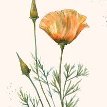 Botánica. Un progetto di Stationer, Design, Disegno con matite colorate, Albo illustrato, Pittura decorativa, Pittura gouache e Illustrazione naturalistica di Natalia Eggui - 27.06.2024