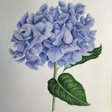 Il mio progetto del corso: Illustrazioni botaniche ad acquerello: tecnica del tratteggio. Fine Arts, Painting, Watercolor Painting, and Botanical Illustration project by guadagno_t - 06.27.2024