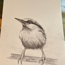 My project for course: Artistic Watercolor Techniques for Illustrating Birds. Un progetto di Illustrazione tradizionale, Pittura ad acquerello, Disegno realistico e Illustrazione naturalistica di Shelley Campbell - 01.07.2024