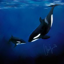 Orca's . Fine Arts, Painting, Creativit, Drawing, Digital Illustration, Artistic Drawing, Digital Drawing, Digital Painting, and Sketchbook project by Marvin M - 03.28.2024